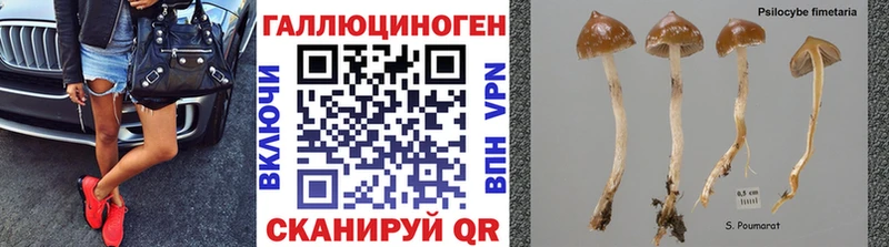 продажа наркотиков  Ильский  Галлюциногенные грибы MAGIC MUSHROOMS 